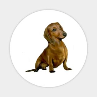 Brown Dachshund - Just the Dog Magnet